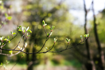 Wall Mural - Fresh young greenery leaves tree branch. Spring time and new life concept. Soft focus, shallow depth field.