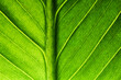 © Agave Studio - beautiful fresh green spathifyllum leaves