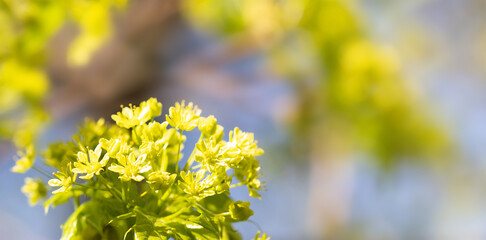 Wall Mural - Beautiful spring time floral background. Blooming maple tree branch, yellow flowers close-up. Selective focus.