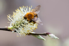 Blooming Flowering Pussy Willow Catkin Branch And Bumble Bee. Beautiful Spring Floral Background. Macro View, Shallow Depth Of Field.