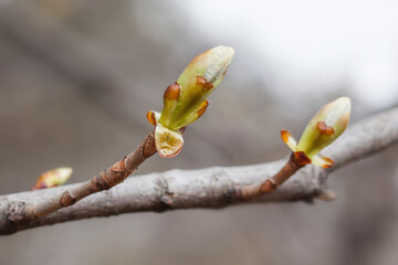 Wall Mural - New life spring time concept. Horse chestnut bud bursting into leaves. Castania tree branch macro view. Shallow depth of field, soft focus background.