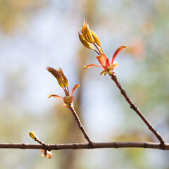 Wall Mural - Blossoming red maple tree branch on blurred background. Beautiful spring time floral wallpaper. shallow depth of field selective focus.