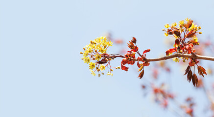 Wall Mural - Blossoming red maple tree branch on blue sky background. Beautiful spring time floral wallpaper