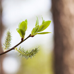 Wall Mural - Soft tender minimal blossoming springtime poster. Beautiful sunlight spring park nature, macro view tree branch with first green leaves and buds. Shallow depth of field, selective focus
