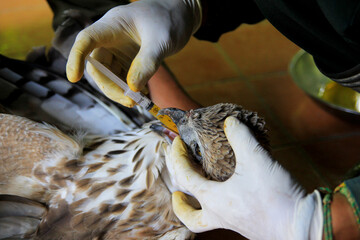 yogyakarta, indonesia, jan 29, 2015. hawk eagle or spizaetus cirrhatus (nisaetus cirrhatus) receives