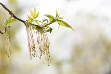 Wall Mural - Soft tender minimal blossoming springtime poster. Beautiful sunlight spring park nature, macro view tree branch with first green leaves and buds. Shallow depth of field, selective focus.