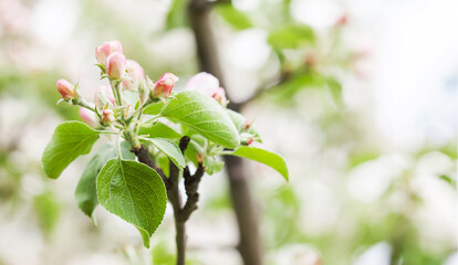 Wall Mural - Apple tree flowers blossom macro view. Blossoming white pink petals fruit tree branch, tender blurred bokeh background. Shallow depth of field