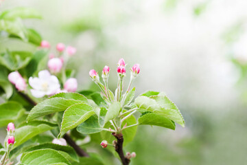 Wall Mural - Apple tree flowers blossom macro view. Blossoming white pink petals fruit tree branch, tender blurred bokeh background. Shallow depth of field