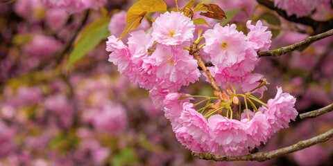 Wall Mural - blooming pink flowers of sakura. cherry blossom season in springtime. close up nature background