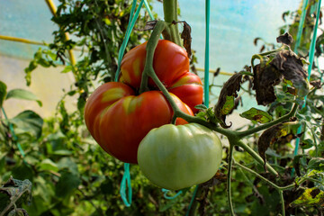 Wall Mural - Huge red ripe tomato on the plant. Green unripe tomatoes next to a huge tomato. Tomato in a greenhouse.