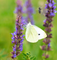 Wall Mural - Beautiful blue butterfly copper-butterfly sits on a white flower on a spring meadow.