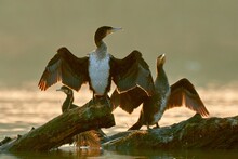 Great Cormorants Birds At Winter Sunrise, Closeup. Sitting With Spread Wings On A Tree Trunk In The River. Backlight. Blurred Light Background. Frozen Motion.  Genus Species Phalacrocorax Carbo.