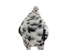Pigeon Looks Like A Fat Man Who Wants To Lose Weight Isolated On White Background