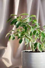 Indoor plant ficus benjamin on a beige textile background. Ficus in a white ceramic planter. Vertical crop.