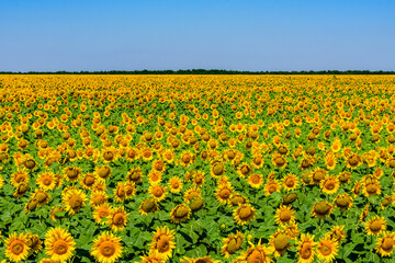 Wall Mural - Field of the blooming sunflowers at summer. Rural landscape