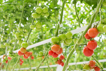  Green and red Tomatoes farm