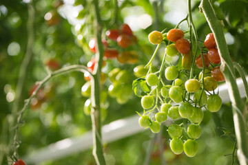 Wall Mural - Green and red Tomatoes farm