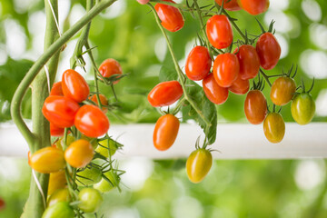 Wall Mural - Green and red Tomatoes farm