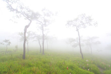 Krachiew Flowers On A Foggy Day In Pa Hin Ngam National Park In Thailand