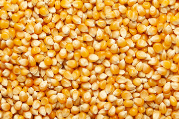 Wall Mural - close-up of organic yellow corn seed or maize (Zea mays) Full-Frame Background. Top View