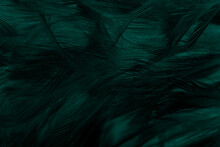 Beautiful Dark Green Viridian Vintage Color Trends Feather Texture Pattern Background