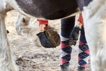 Cleaning Horses' Hooves, Open-air Stable