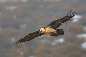 Canvas Print - Bearded vulture flying