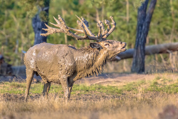 Sticker - Red deer rutting season Veluwe