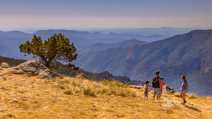 Sticker - Sunny day over tree on Mont Aigoual