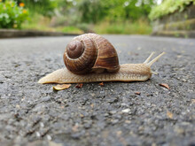 Selective Focus Shot Of A Snail On The Asphalt