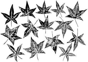 Wall Mural - Ink prints of natural leaves on white background