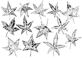 Wall Mural - Ink prints of ajure five-point leaves on white background