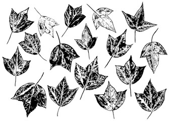 Wall Mural - Ink prints of natural three-point leaves on white background