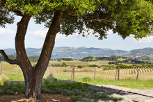 Oak Tree In Wine Country