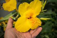 Yellow Canna Flower On Hand