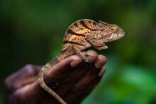 A Chameleon Balances On A Hand