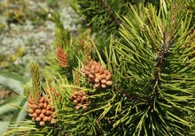 Lodgepole Pine (Pinus Contorta) Cones & Needles In Beartooth Mountains, Montana