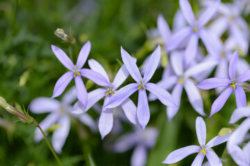 blue and white laurentia flowers in garden