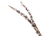 pussy willow branch isolated