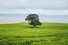 Single Lonely Tree In A Green Field