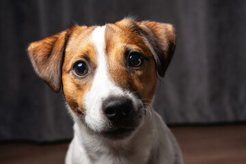 Wall Mural - Jack Russell Terrier at studio