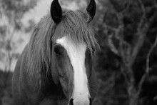 Mare Horse With Long Mane And Forelock Hair Close Up In Black And White.