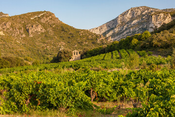 vineyards in the wine region Languedoc-Roussillon, Roussillon, France