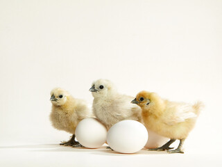 Adorable little newborn chicks on a white background with eggs