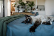 © Mauro Grigollo Photographer/Stocksy - Amazing Cat with blue eyes relaxing on bed