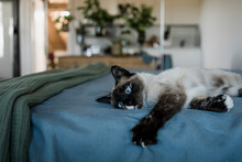 Amazing Cat With Blue Eyes Relaxing On Bed