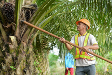 Senior Traditional Asian Palm Oil Farmer Pruning Palm Oil Fronds And Harvesting Palm Oil Fruit With Cutting Tool