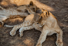 Two Lion Cubs Relaxing