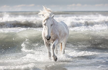 White Horse In The Sea