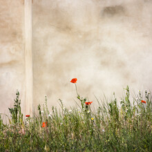 Poppies By A Wall